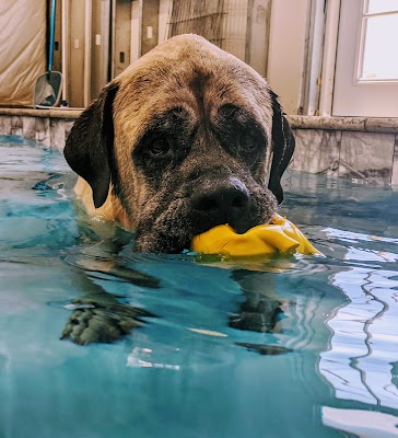 Tsavo’s Canine Rehabilitation in San Diego County