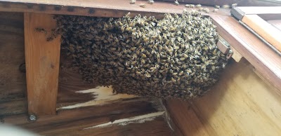 Adkins Bee Removal