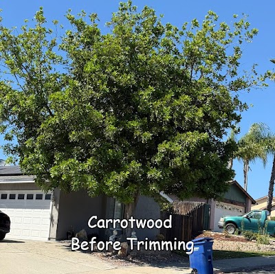 Andy’s Tree Service