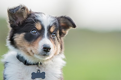 Seacoast Animal Health Center