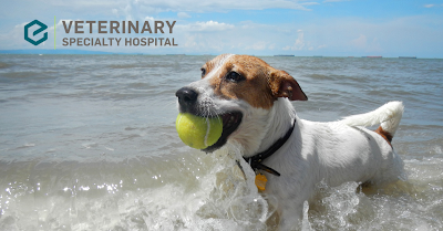Veterinary Specialty Hospital of San Diego